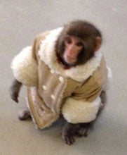 Ikea Monkey Shearling Jacket